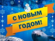 Новогодняя программа «В гостях у Деда Мороза» в дельфинарии на Пионерском проспекте