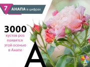 В Анапе этой осенью появятся три тысячи кустов роз.