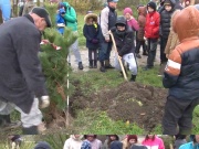 Анапский депутат организовал высадку деревьев на Аллее Единства