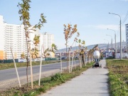 Саженцы платанов высадили на улицах Анапы!