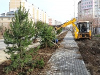 Сегодня на улице Крылова высадили сосны