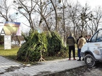 В Анапе пресечены две нелегальные точки по продаже елок