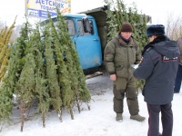 Нелегальная продажа ёлок в Анапском районе!