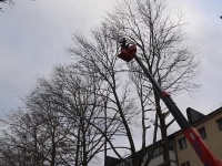 В Анапе  улицу Краснозеленых перекрыли из-за обрезки платанов