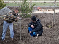 В Анапе активно ведутся работы по озеленению