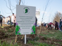 В Анапе посадили березовую аллею в рамках всероссийской акции «Сад памяти»