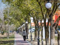 Аллею на Симферопольском шоссе украсили еще 100 деревьев